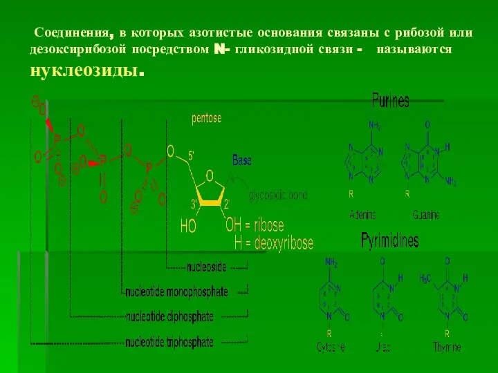 Соединения, в которых азотистые основания связаны с рибозой или дезоксирибозой посредством