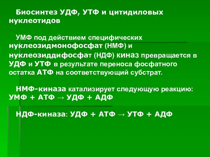 Биосинтез УДФ, УТФ и цитидиловых нуклеотидов УМФ под действием специфических нуклеозидмонофосфат