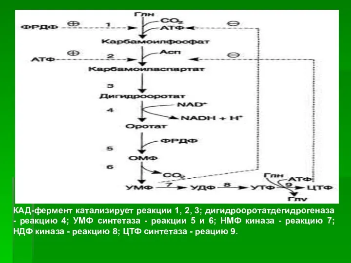 ). ). КАД-фермент катализирует реакции 1, 2, 3; дигидрооротатдегидрогеназа - реакцию