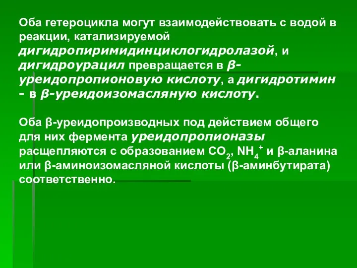 ). Оба гетероцикла могут взаимодействовать с водой в реакции, катализируемой дигидропиримидинциклогидролазой,