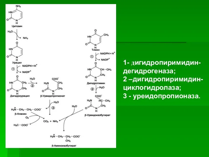 ). ). 1- дигидропиримидин-дегидрогеназа; 2 –дигидропиримидин-циклогидролаза; 3 - уреидопропионаза.