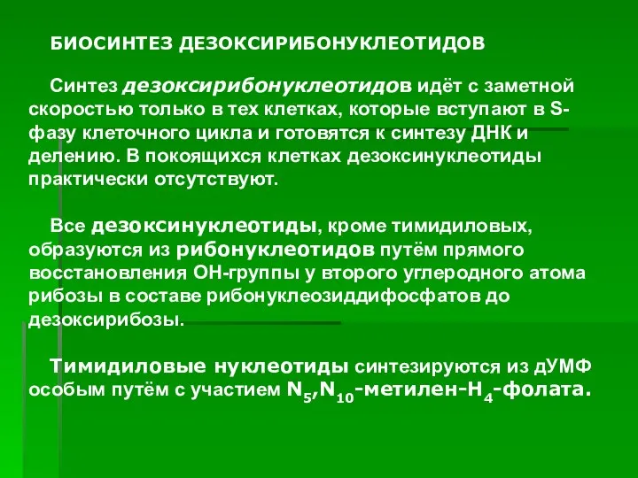 ). БИОСИНТЕЗ ДЕЗОКСИРИБОНУКЛЕОТИДОВ Синтез дезоксирибонуклеотидов идёт с заметной скоростью только в