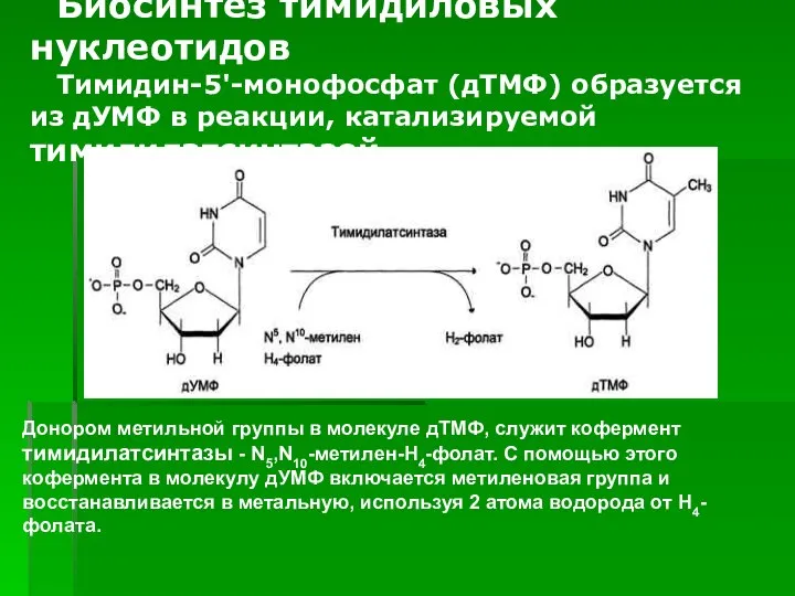 ). Биосинтез тимидиловых нуклеотидов Тимидин-5'-монофосфат (дТМФ) образуется из дУМФ в реакции,