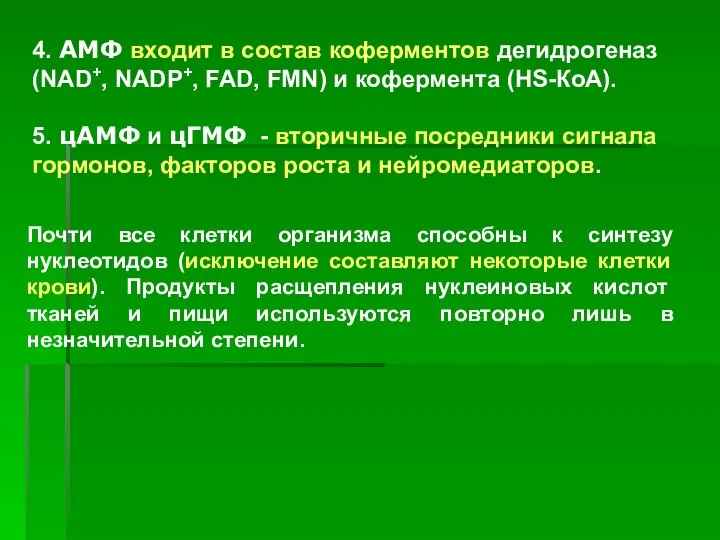 4. АМФ входит в состав коферментов дегидрогеназ (NAD+, NADP+, FAD, FMN)