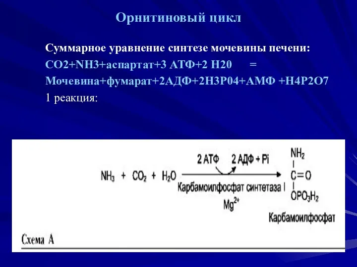 Орнитиновый цикл Суммарное уравнение синтезе мочевины печени: СО2+NH3+аспартат+3 АТФ+2 Н20 = Мочевина+фумарат+2АДФ+2H3P04+АМФ +Н4Р2О7 1 реакция: