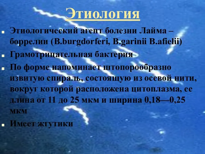 Этиология Этиологический агент болезни Лайма – боррелии (B.burgdorferi, В.garinii В.afielii) Грамотрицательная