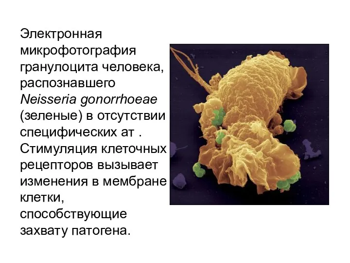 Электронная микрофотография гранулоцита человека, распознавшего Neisseria gonorrhoeae (зеленые) в отсутствии специфических