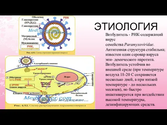 ЭТИОЛОГИЯ Возбудитель - РНК-содержащий вирус семейства Paramyxoviridae. Антигенная структура стабильна; известен