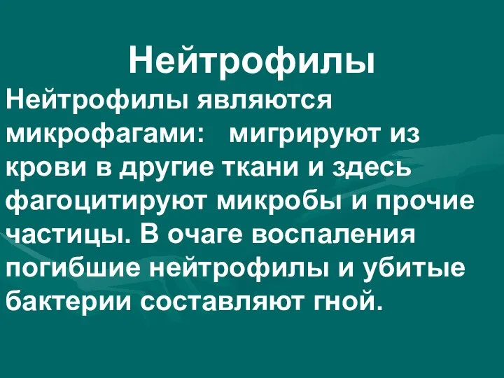 Нейтрофилы Нейтрофилы являются микрофагами: мигрируют из крови в другие ткани и