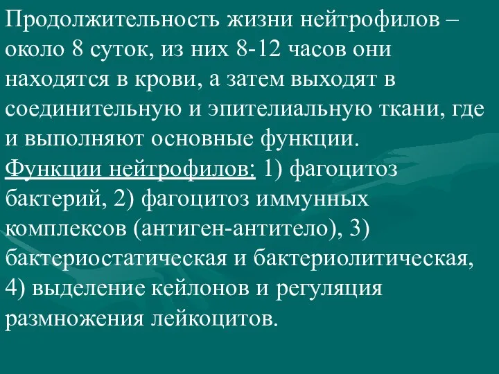 Продолжительность жизни нейтрофилов – около 8 суток, из них 8-12 часов