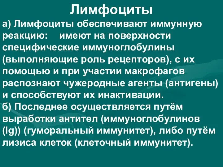 Лимфоциты а) Лимфоциты обеспечивают иммунную реакцию: имеют на поверхности специфические иммуноглобулины