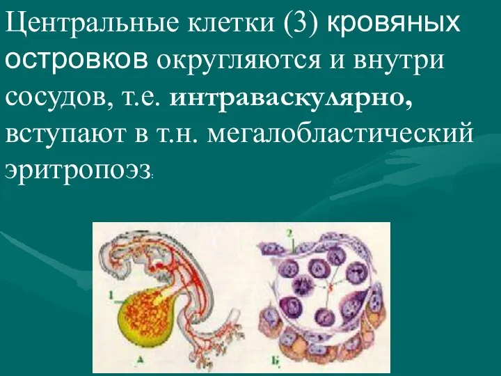 Центральные клетки (3) кровяных островков округляются и внутри сосудов, т.е. интраваскулярно, вступают в т.н. мегалобластический эритропоэз: