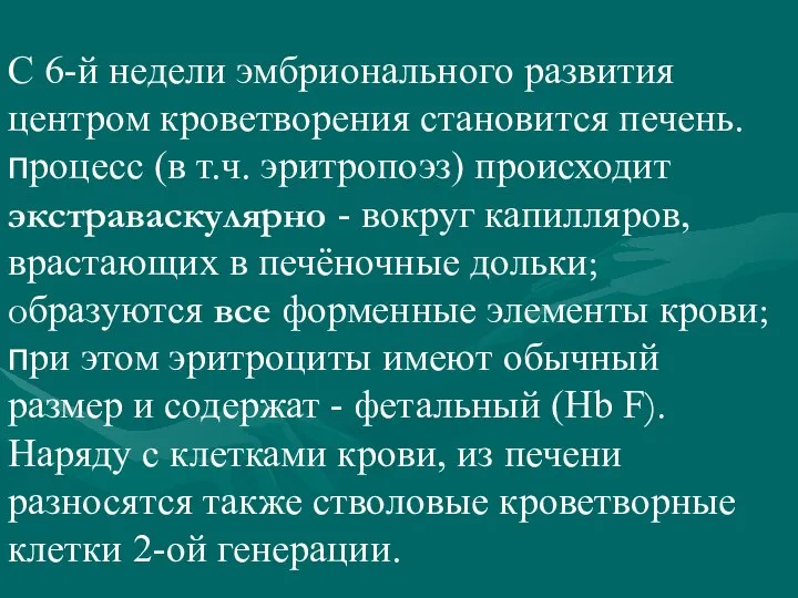 С 6-й недели эмбрионального развития центром кроветворения становится печень. процесс (в