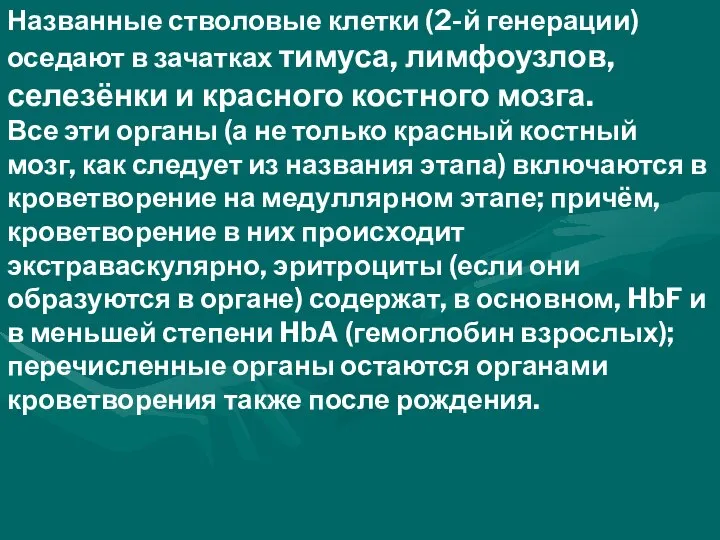 Названные стволовые клетки (2-й генерации) оседают в зачатках тимуса, лимфоузлов, селезёнки