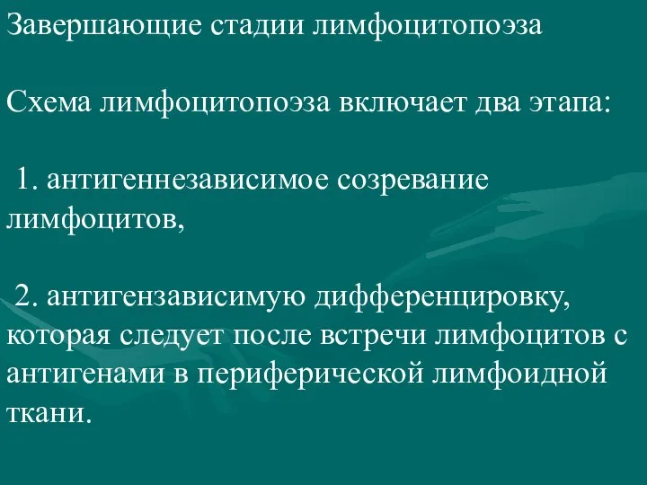 Завершающие стадии лимфоцитопоэза Схема лимфоцитопоэза включает два этапа: 1. антигеннезависимое созревание