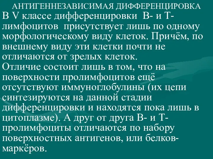 АНТИГЕННЕЗАВИСИМАЯ ДИФФЕРЕНЦИРОВКА В V классе дифференцировки В- и Т-лимфоцитов присутствует лишь