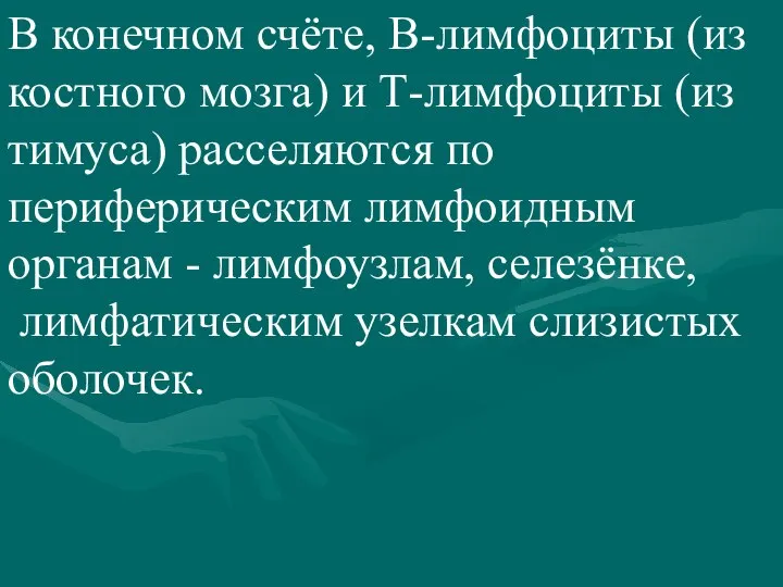 В конечном счёте, В-лимфоциты (из костного мозга) и Т-лимфоциты (из тимуса)