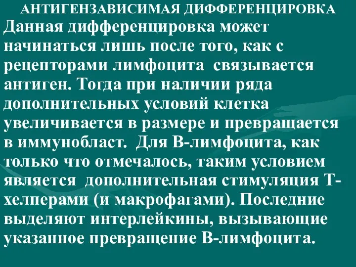 АНТИГЕНЗАВИСИМАЯ ДИФФЕРЕНЦИРОВКА Данная дифференцировка может начинаться лишь после того, как с