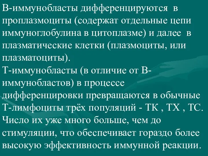 В-иммунобласты дифференцируются в проплазмоциты (содержат отдельные цепи иммуноглобулина в цитоплазме) и