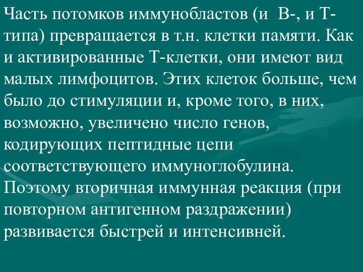 Часть потомков иммунобластов (и В-, и Т-типа) превращается в т.н. клетки