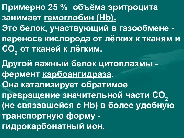 Примерно 25 % объёма эритроцита занимает гемоглобин (Нb). Это белок, участвующий