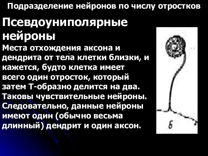 Подразделение нейронов по числу отростков . Псевдоуниполярные нейроны Места отхождения аксона