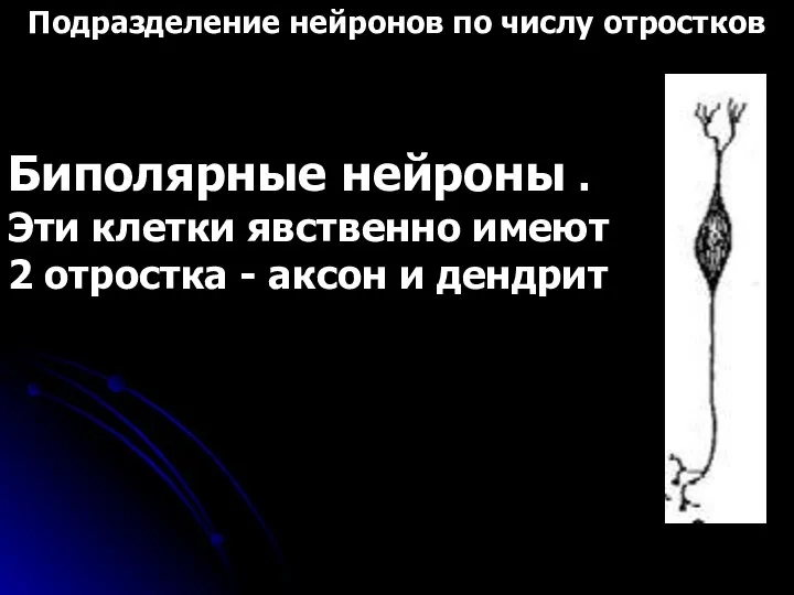 Подразделение нейронов по числу отростков Биполярные нейроны . Эти клетки явственно