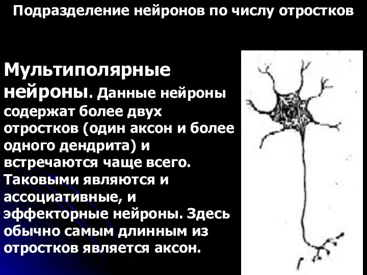 Подразделение нейронов по числу отростков Мультиполярные нейроны. Данные нейроны содержат более