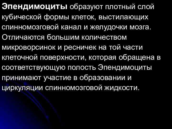 Эпендимоциты образуют плотный слой кубической формы клеток, выстилающих спинномозговой канал и