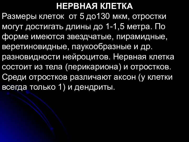 НЕРВНАЯ КЛЕТКА Размеры клеток от 5 до130 мкм, отростки могут достигать