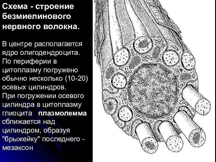 Cхема - строение безмиелинового нервного волокна. В центре располагается ядро олигодендроцита.