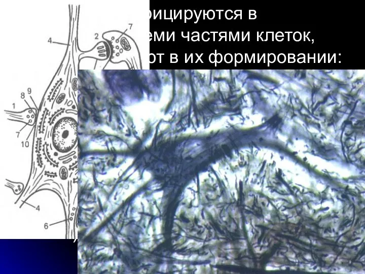 синапсы классифицируются в соответствии с теми частями клеток, которые участвуют в