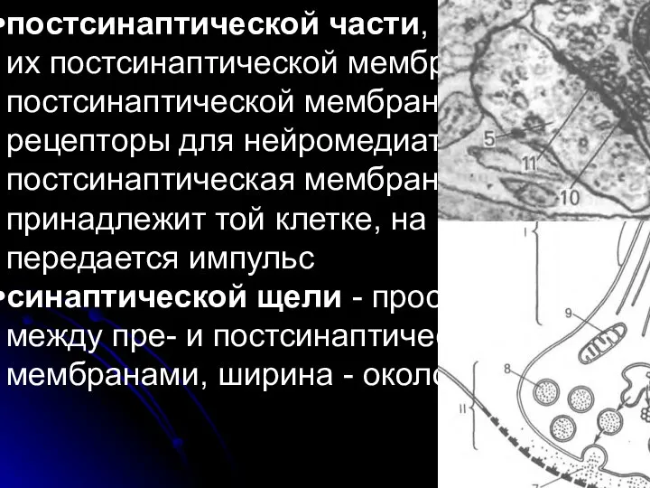 постсинаптической части, состоящей их постсинаптической мембраны; в постсинаптической мембране есть рецепторы