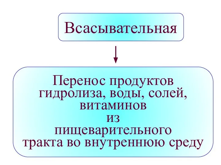 Всасывательная Перенос продуктов гидролиза, воды, солей, витаминов из пищеварительного тракта во внутреннюю среду