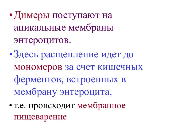 Димеры поступают на апикальные мембраны энтероцитов. Здесь расщепление идет до мономеров