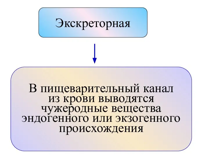 Экскреторная В пищеварительный канал из крови выводятся чужеродные вещества эндогенного или экзогенного происхождения