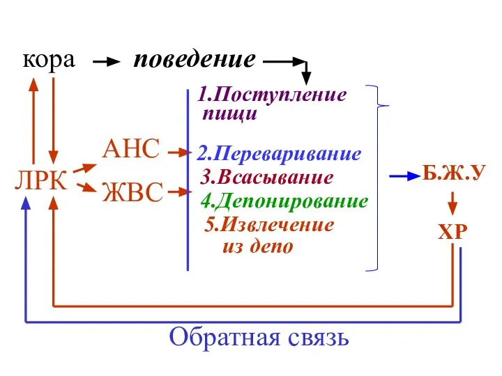 поведение кора ЛРК Б.Ж.У ХР АНС ЖВС 1.Поступление пищи 2.Переваривание 3.Всасывание