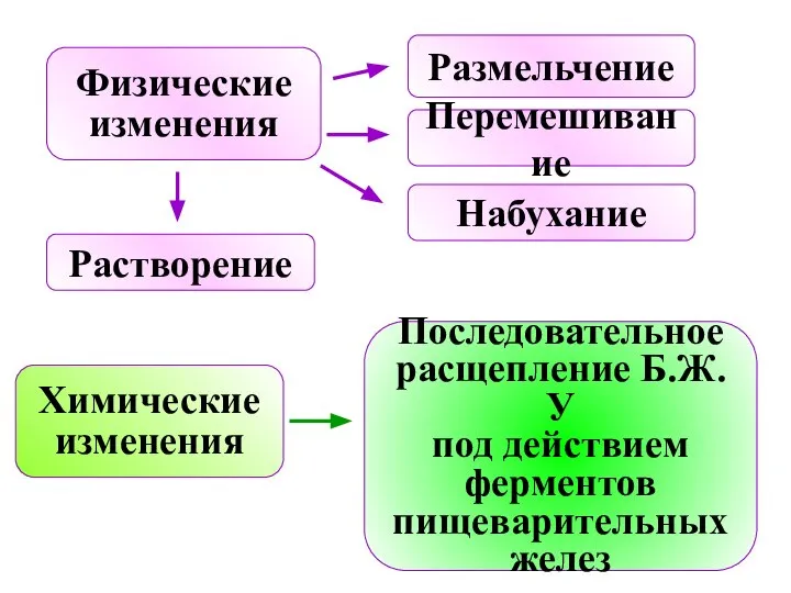 Физические изменения Размельчение Перемешивание Набухание Растворение Химические изменения Последовательное расщепление Б.Ж.У под действием ферментов пищеварительных желез