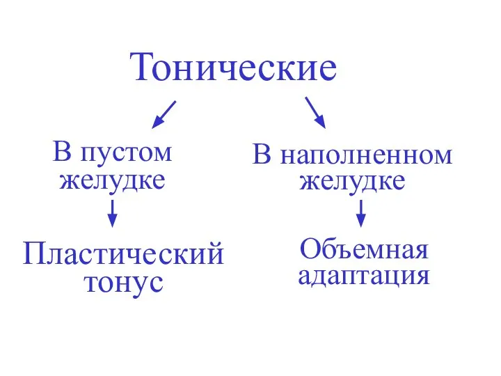 Тонические В пустом желудке В наполненном желудке Пластический тонус Объемная адаптация