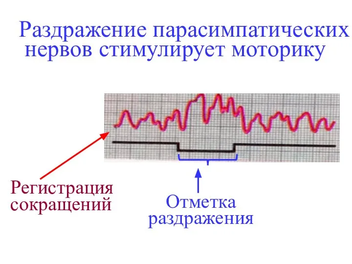 Раздражение парасимпатических нервов стимулирует моторику Отметка раздражения Регистрация сокращений