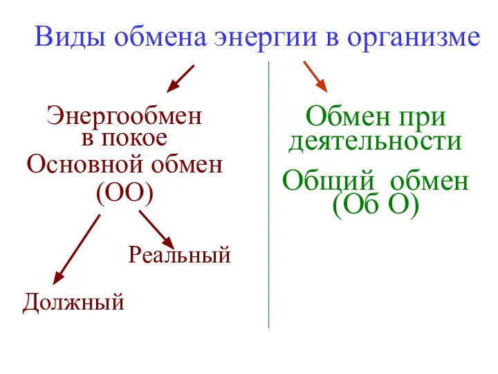 Виды обмена энергии в организме Энергообмен в покое Основной обмен (ОО)