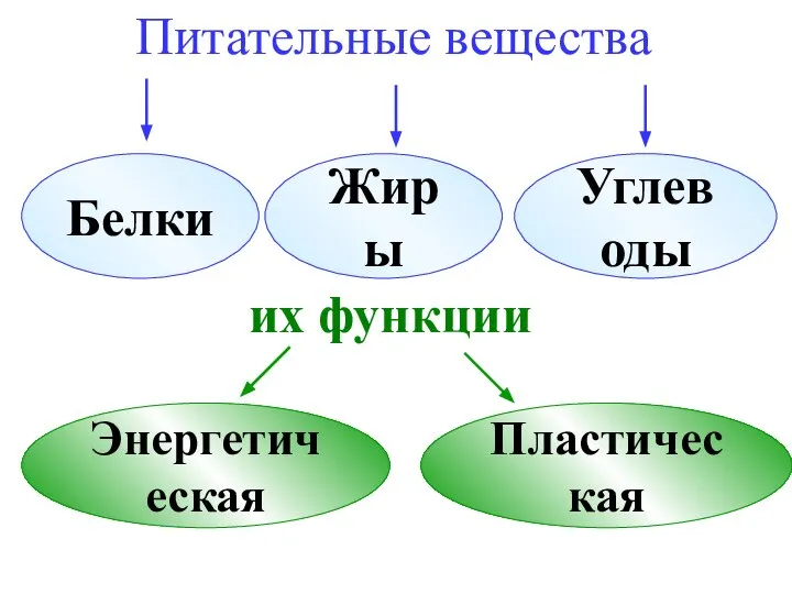 Питательные вещества их функции Белки Жиры Углеводы Энергетическая Пластическая