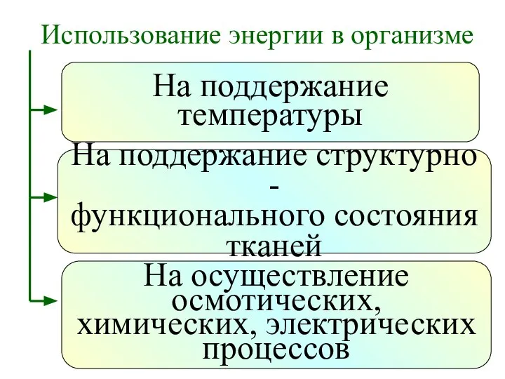 Использование энергии в организме На поддержание температуры На поддержание структурно -