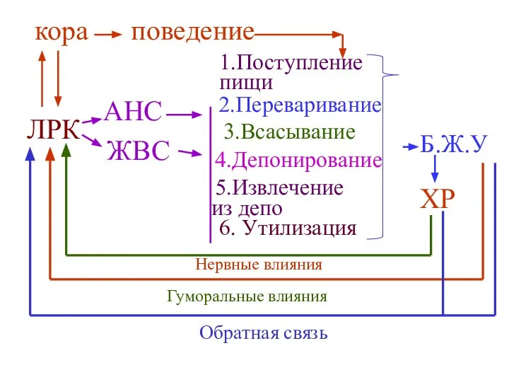 поведение кора ЛРК Б.Ж.У ХР АНС ЖВС 1.Поступление пищи 2.Переваривание 3.Всасывание