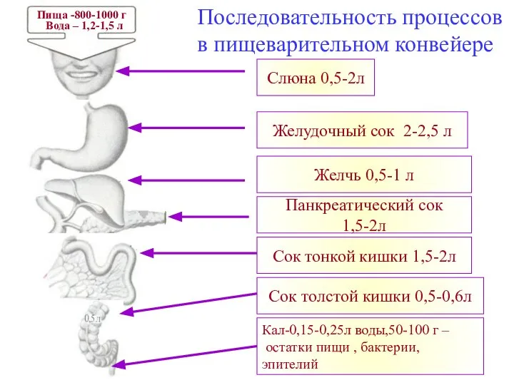 Последовательность процессов в пищеварительном конвейере Пища -800-1000 г Вода – 1,2-1,5