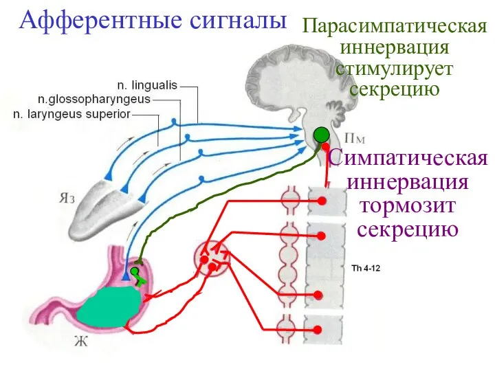 Парасимпатическая иннервация стимулирует секрецию Симпатическая иннервация тормозит секрецию Афферентные сигналы