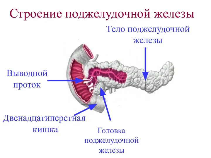 Выводной проток Строение поджелудочной железы Двенадцатиперстная кишка Головка поджелудочной железы Тело поджелудочной железы