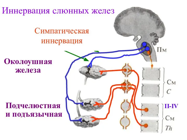 Иннервация слюнных желез Околоушная железа Подчелюстная и подъязычная Парасимпатическая иннервация Chorda tympani n.glossopharengeus Симпатическая иннервация II-IV