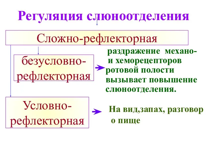 Регуляция слюноотделения Сложно-рефлекторная безусловно- рефлекторная Условно- рефлекторная раздражение механо- и хеморецепторов