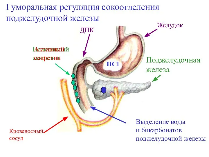 Гуморальная регуляция сокоотделения поджелудочной железы HCl Неактивный секретин Активный секретин Выделение